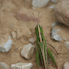 Two-striped Grasshopper