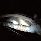 Common brushtail possum