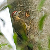 Laced Woodpecker