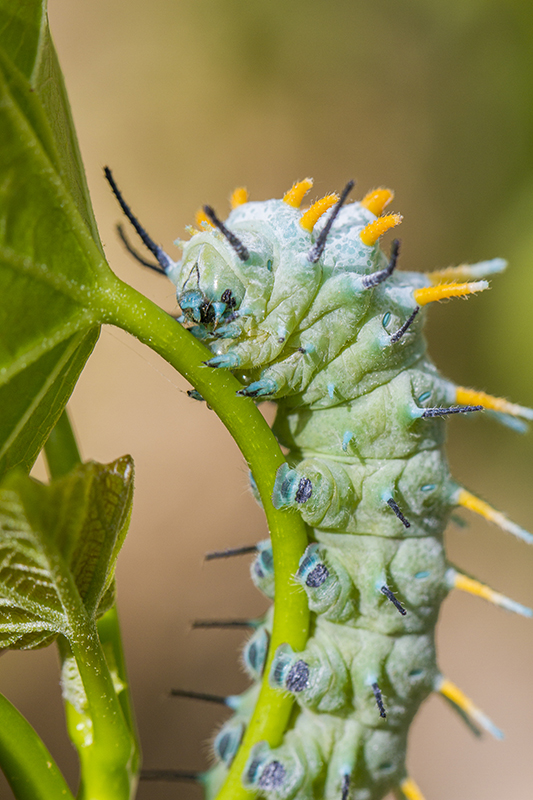 Atlas moth Caterpillar