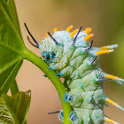 Atlas moth Caterpillar