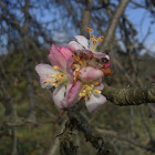 The apple tree