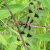 common whitetail dragonfly female