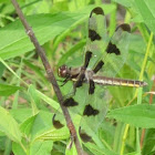 common whitetail dragonfly female