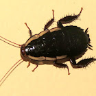 Common Shining Cockroach