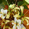 Bauhinia aureifolia