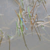 Common bluetail damselfly