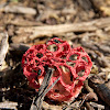 Basket Stinkhorn