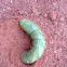 Tobacco Hornworm