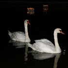 Mute Swans