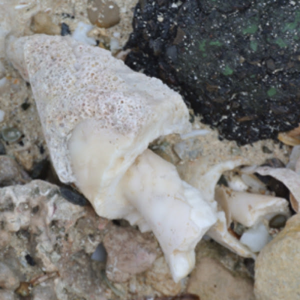 Conch shell | Project Noah
