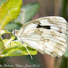 Iberian Marbled White