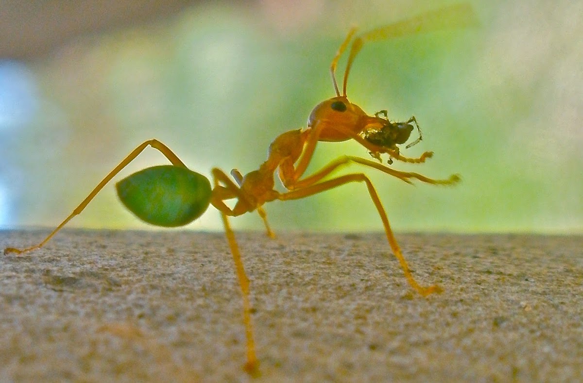 Green Leaf-Weaver Ant
