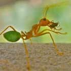 Green Leaf-Weaver Ant