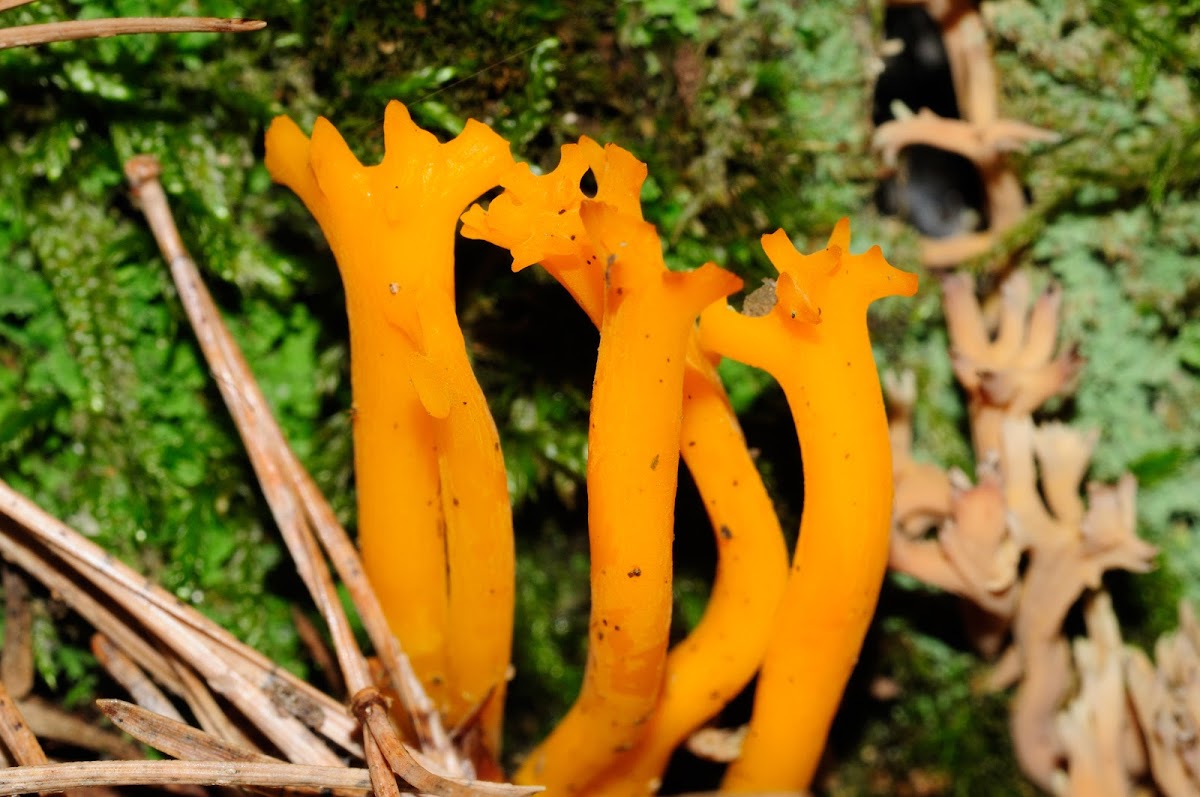 Common Yellow Staghorn