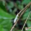 Leafhopper nimph (?)