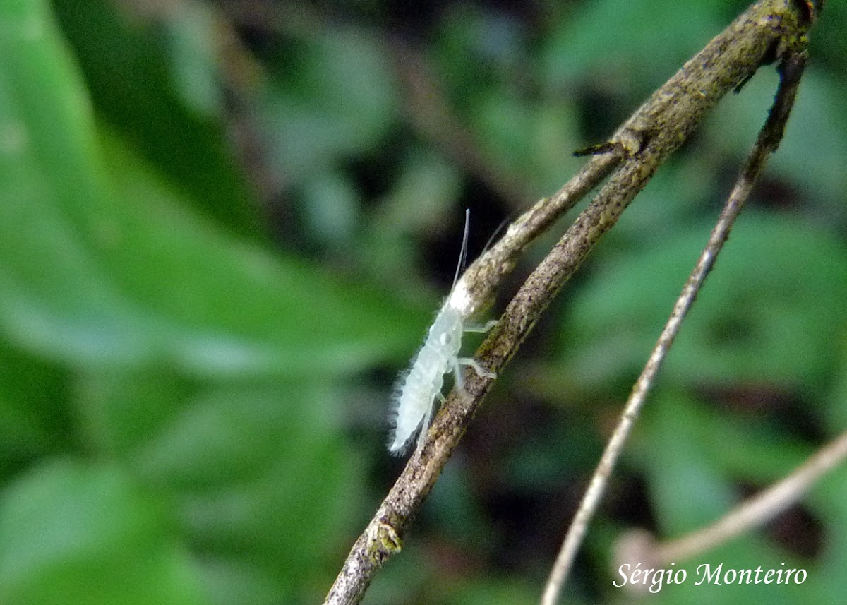 Leafhopper nimph (?)