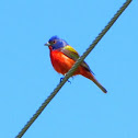 Painted Bunting