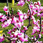 Eastern Redbud, or Judas Tree