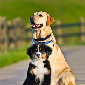 Little Gunnar by Howie George - Animals - Dogs Puppies