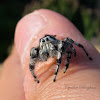 (Male) Jumping Spider