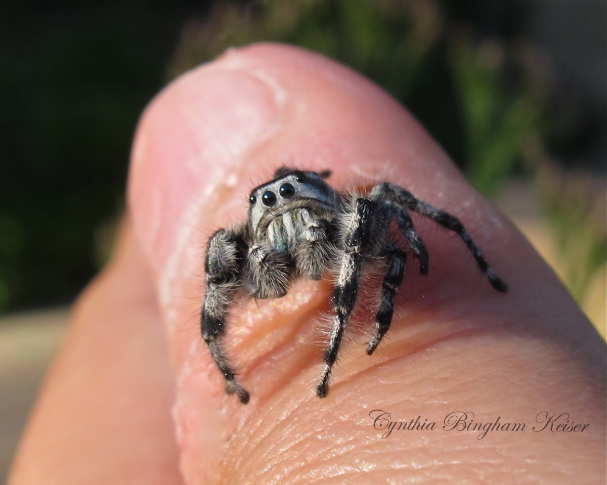 (Male) Jumping Spider