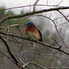 Male eastern blue bird