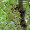 Caterpillar - Hickory Horned Devil