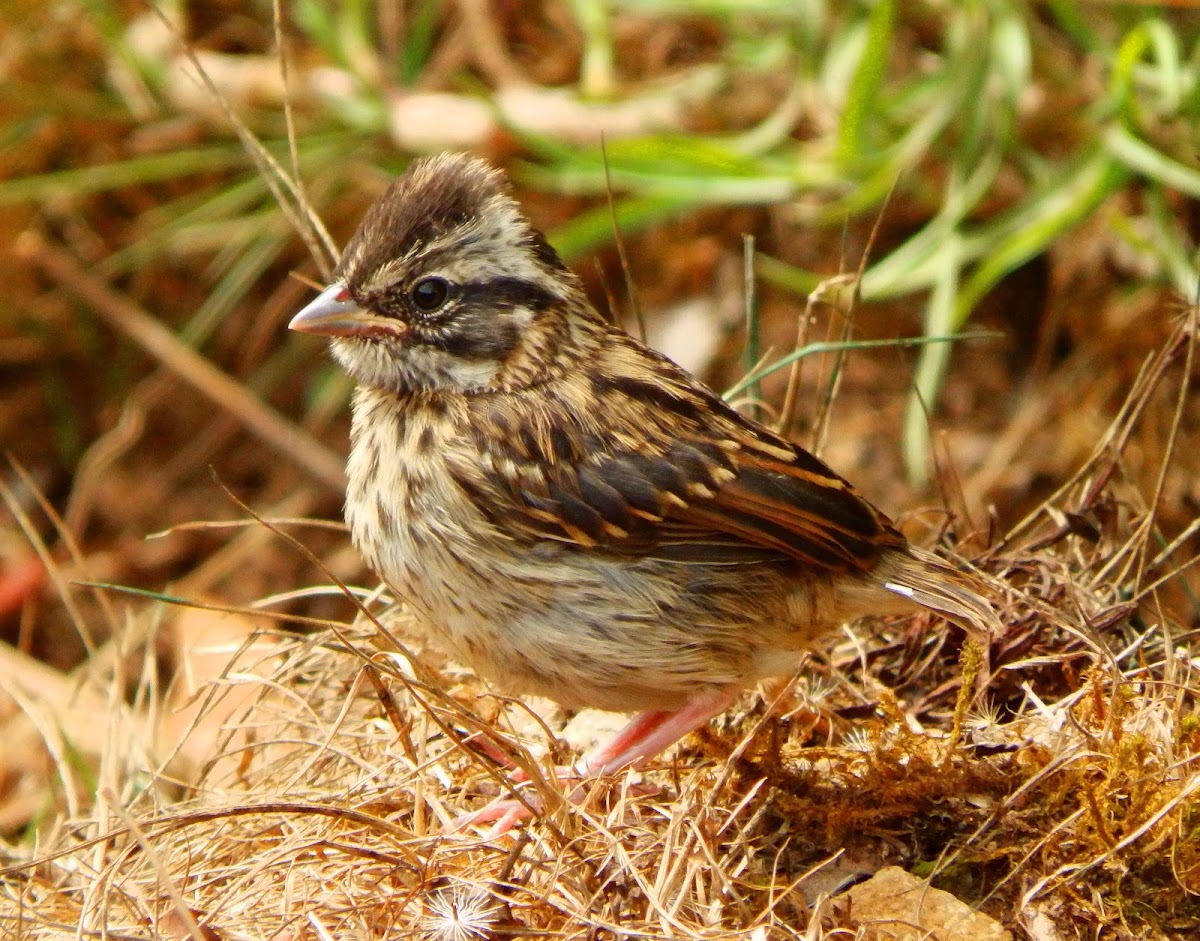 Rufous-collared sparrow juvenile