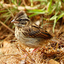 Rufous-collared sparrow juvenile