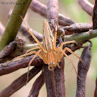 Lynx Spider