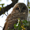 Tawny Owl (owlets)