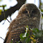 Tawny Owl (owlets)