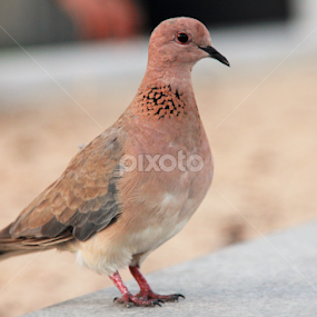 Dubai by Nirmal kumar Karki - Animals Birds