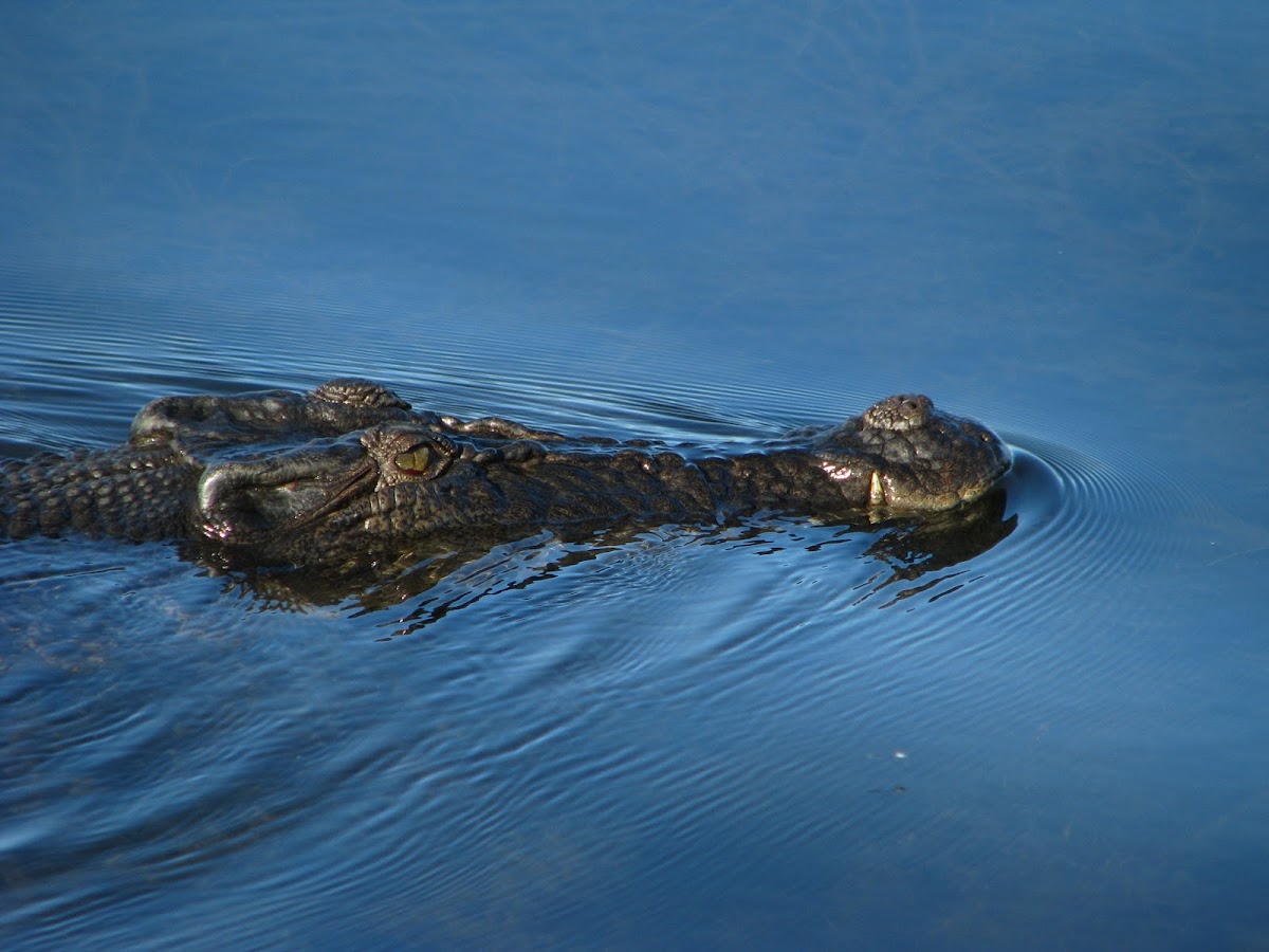 Saltwater or Estuarine crocodile