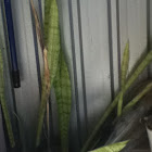 Mother-in-law's Tongue, Snake Plant
