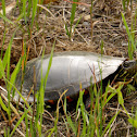 Midland Painted Turtle