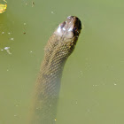 Diamondback Water Snake