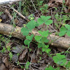 Common Yellow Woodsorrel