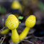 the yellow houseplant mushroom