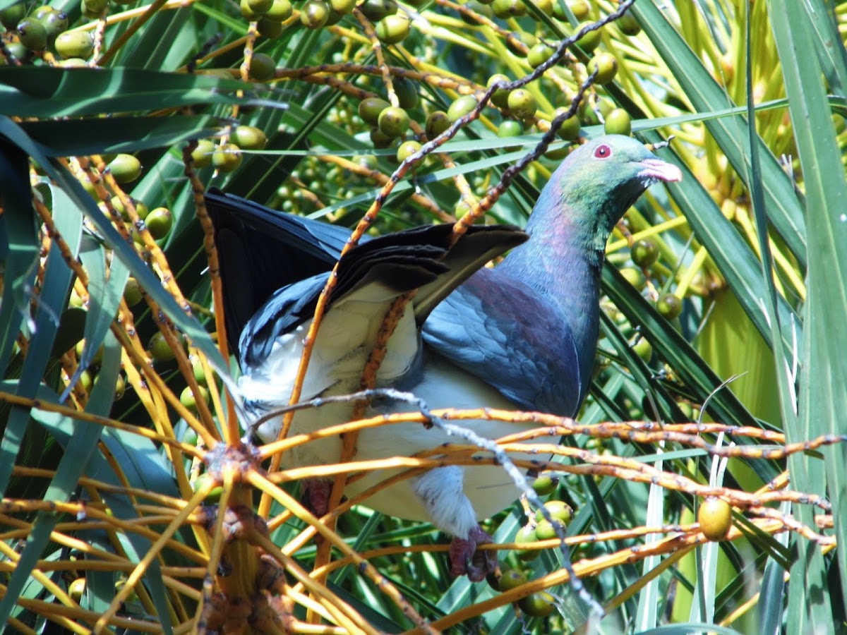 kereru (new zealand wood pigeon)