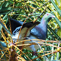 kereru (new zealand wood pigeon)