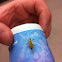 Sycamore Assassin Bug
