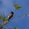 Red-vented Bulbul