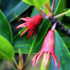 Many-petaled Mangrove (木欖 )