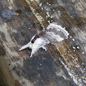 Large Tolype Moth