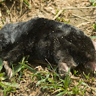 Common mole