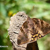 Giant Butterfly Moth