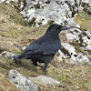 Carrion Crow(Gralha-preta)