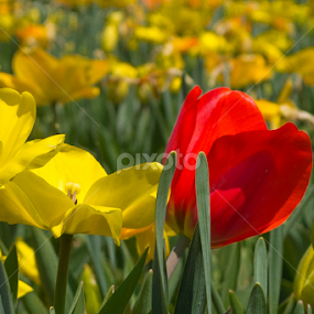 Unique by Beth Mears - Flowers Flower Gardens
